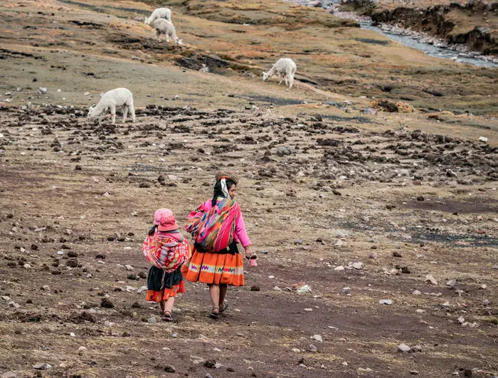 Alpacas grazing in the countryside near Cusco